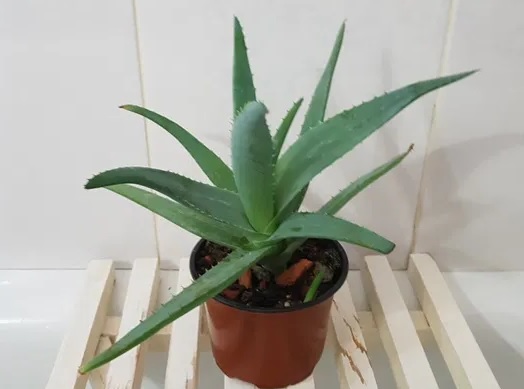 АЛОЕ ВІРА (ALOE VERA)