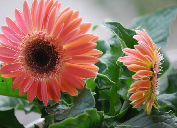 ГЕРБЕРА (GERBERA DAISY)