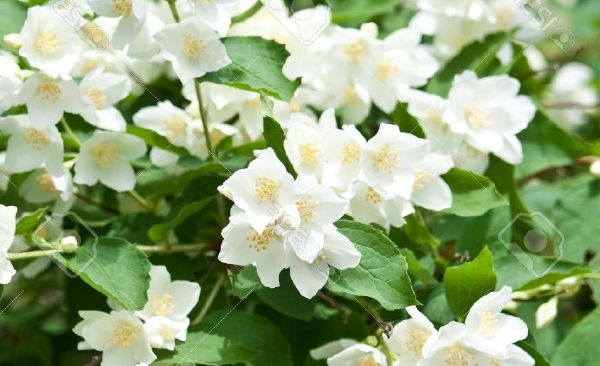 ЖАСМИН (JASMINE)