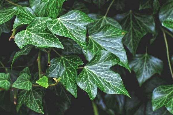 ПЛЮЩ ЗВИЧАЙНИЙ (ENGLISH IVY)