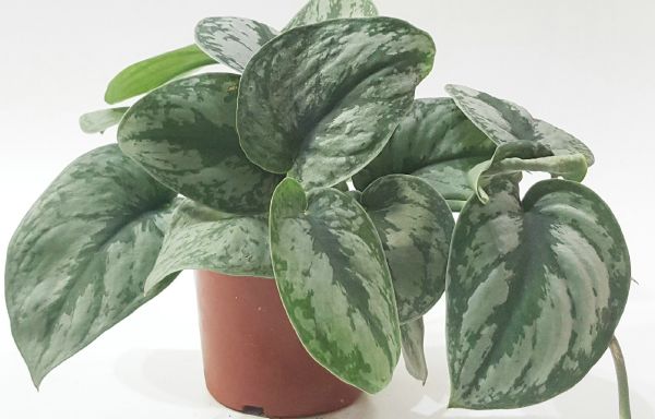 СЦИНДАПСУС (POTHOS)