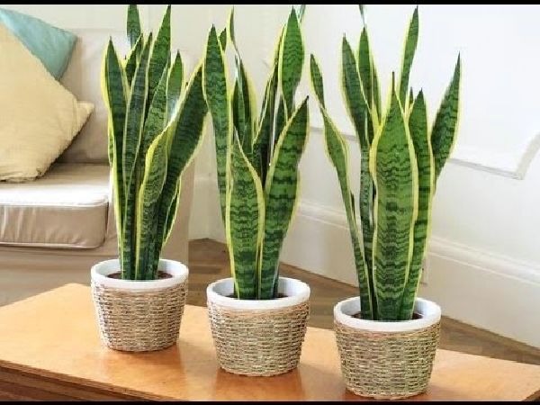 САНСЕВІЄРІЯ (SNAKE PLANT)